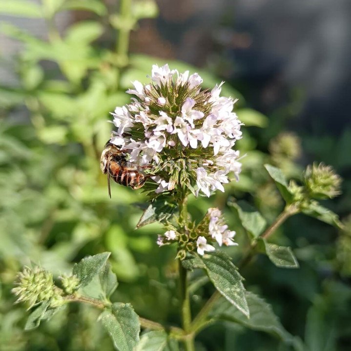 Menthe poivrée, Peppermint image